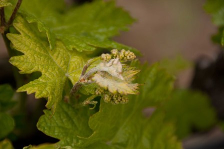 early may grape clusters-0125