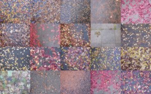 wet-autumnal-leaves-on-sidewalk-1024