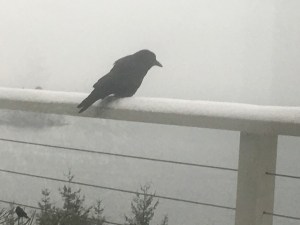 Where are the peanuts?