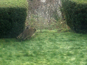 Raccoons on the march