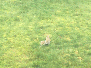 Busy Little Squirrel